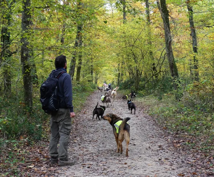 Educateur canin comportementaliste Toulouse