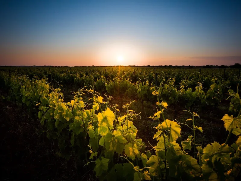 WildFocale Studio - Photographe/Vidéaste/Drone (Richard SAUVAGE)