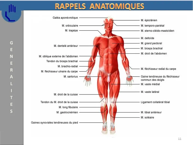 Massages "bien - être" à votre domicile - Agde et environ