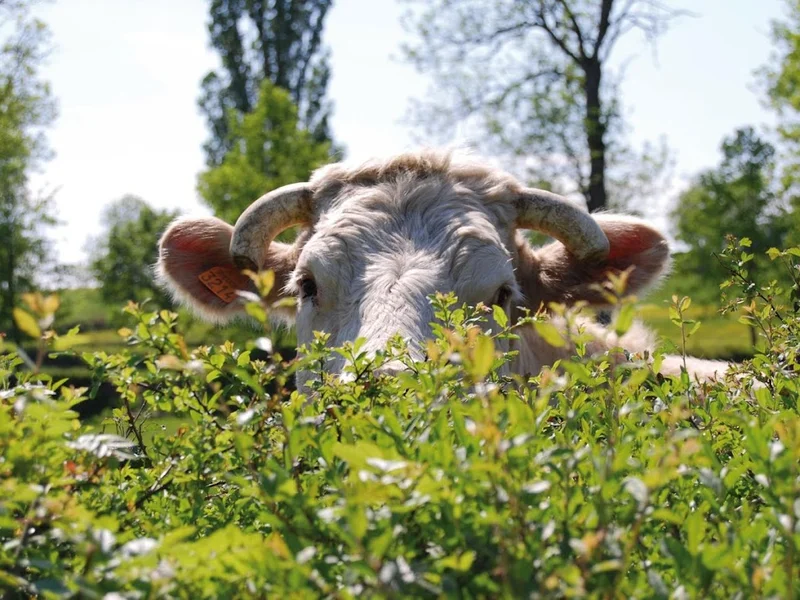 La Maison du Charolais