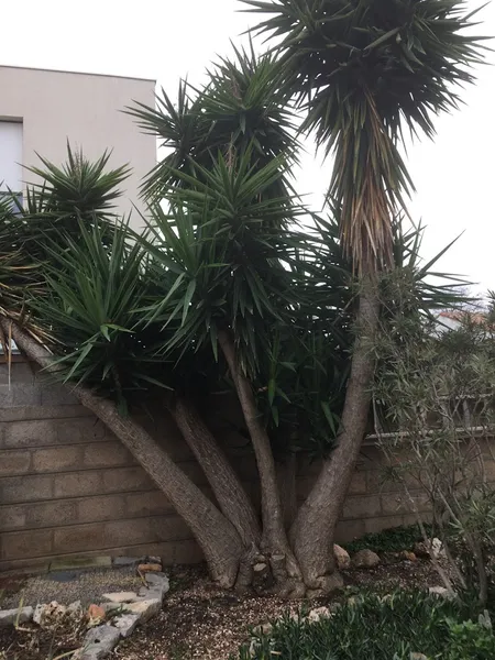 Arbre occitan