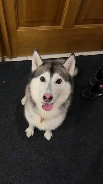 Le Chien Rêveur