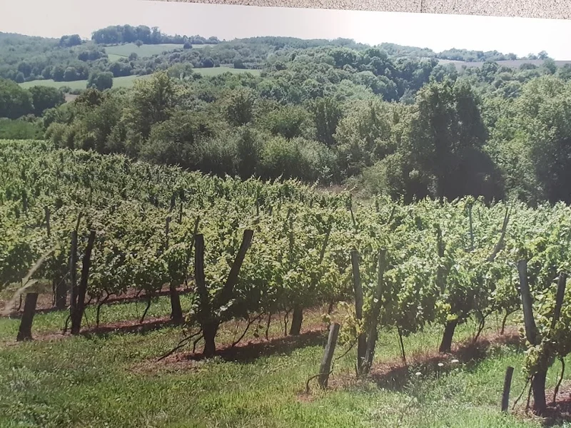 Vignoble Vincent Cheviet