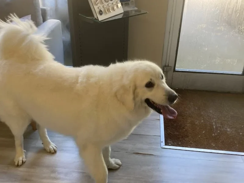 Quatre Pattes Beauté