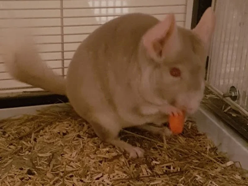 Animaloute - Pet sitter - L'Animalerie du Jura à Domicile