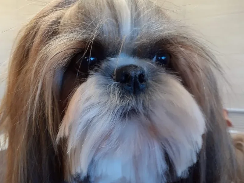 A L'eau Toutou Mylène