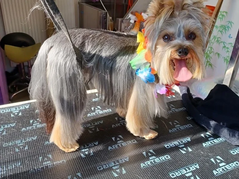 La Patte à Plouf Zen