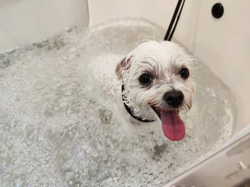 Patte Blanche, salon de toilettage