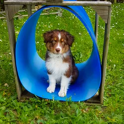 Les 8 dresseurs de chiens de Jura