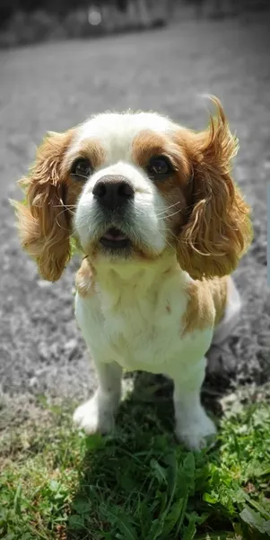 ÉduC'anine - Jura / Educateur Canin / Dresseur Canin/Pension Canine