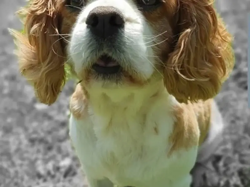 ÉduC'anine - Jura / Educateur Canin / Dresseur Canin/Pension Canine