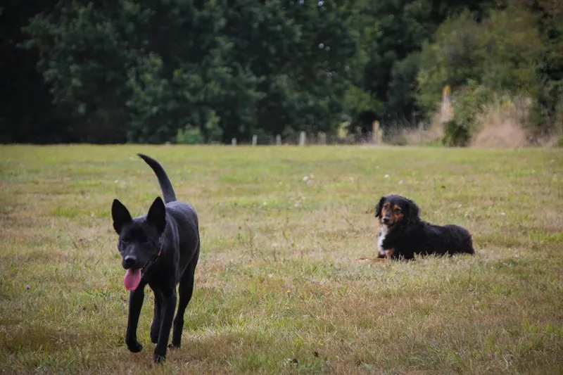 L'Ère Du Chien