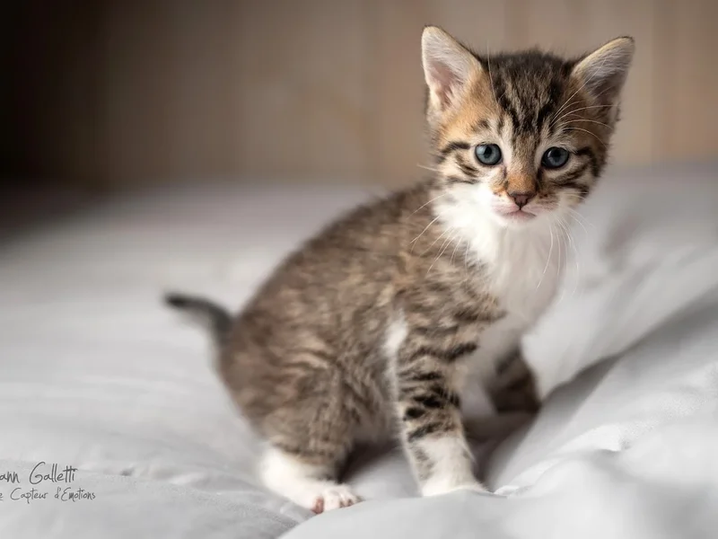 Yvann Galletti Le Capteur D'émotions