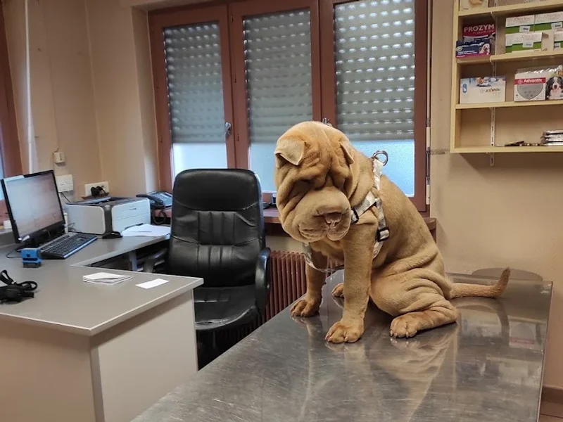 Cabinet des Docteurs Vétérinaires Morel Rubi