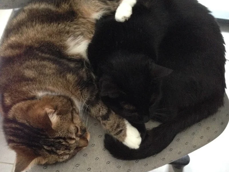 Clinique Vétérinaire du Chat Perché