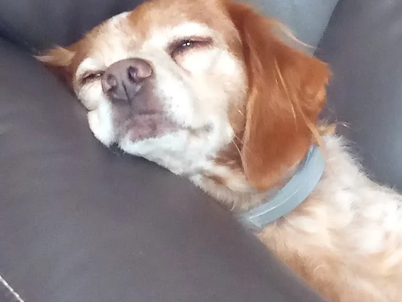 Cabinet Vétérinaire de Lamoura