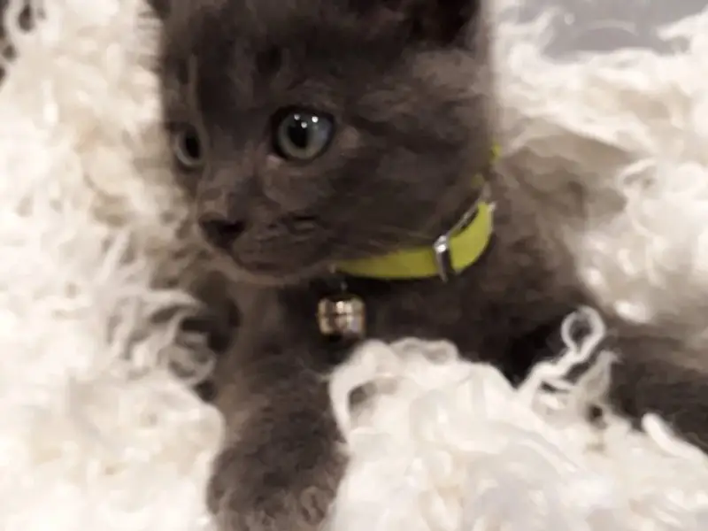 Cabinet vétérinaire des 2 lacs