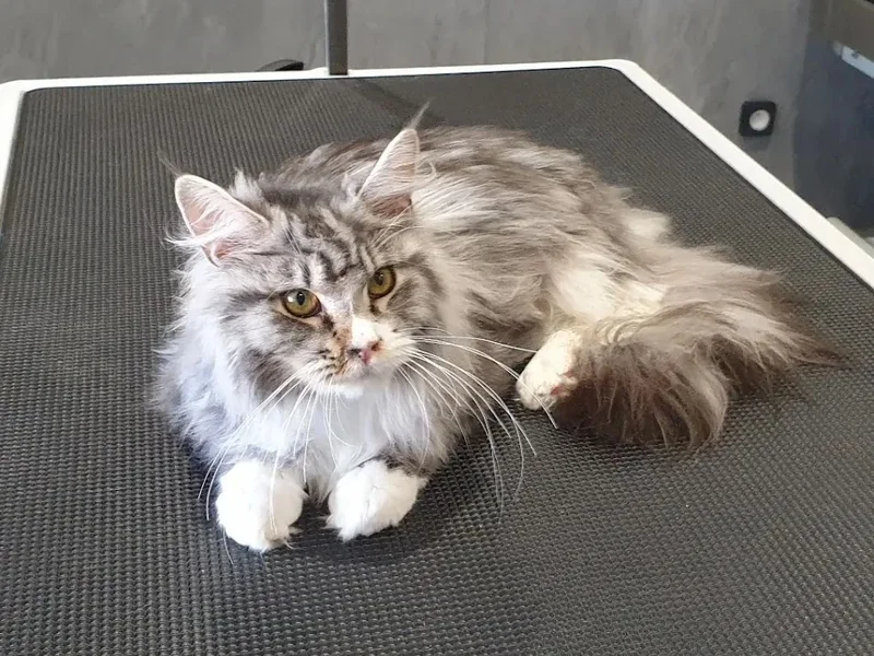 Les p'tites pattes des Amognes