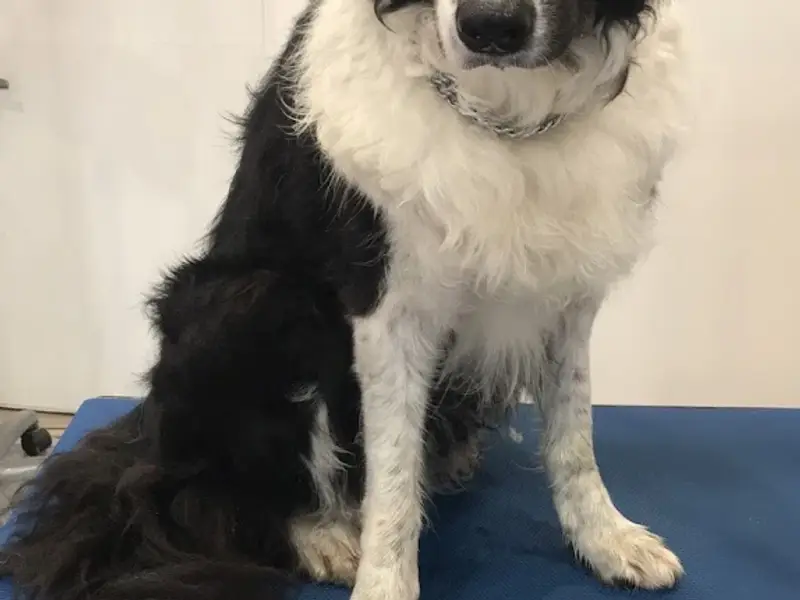 Saint Roch Toilettage