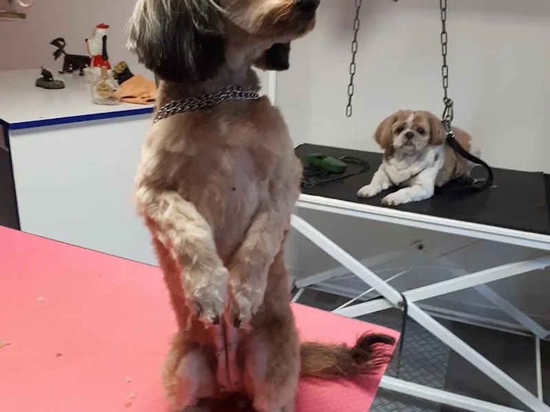 FRIMOUSSE TOILETTAGE