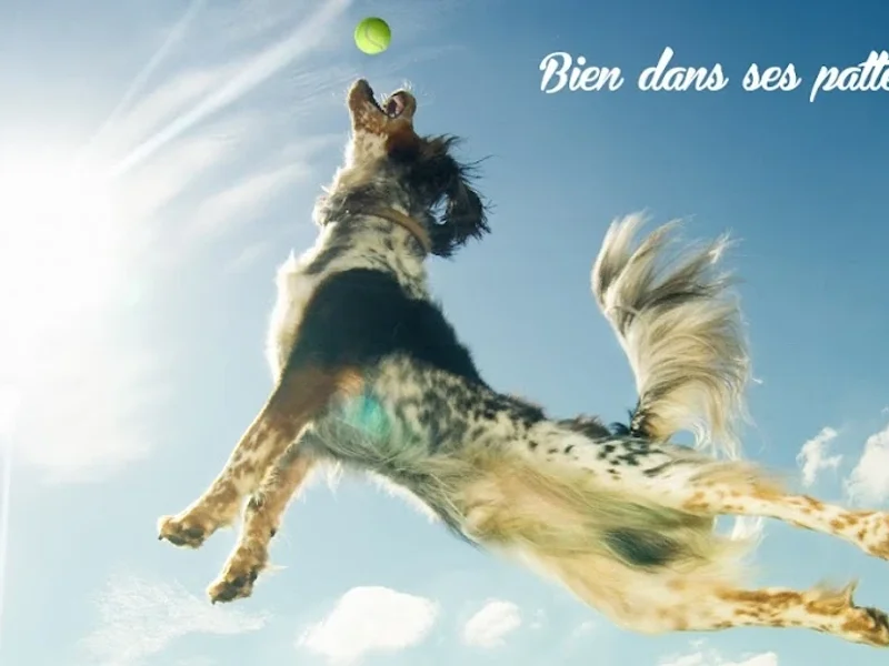 Florian BOUCHERON - Cynologiste : comportementaliste et éducateur canin