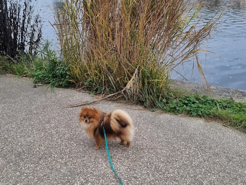 Mélissa Lecoeur - Comportementaliste Canin