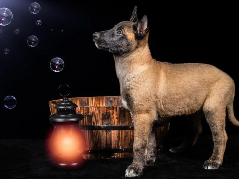 Stéphanie Educ'canin