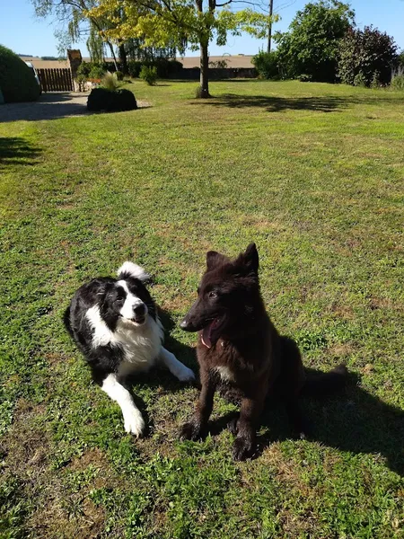 KLD éducateur canin