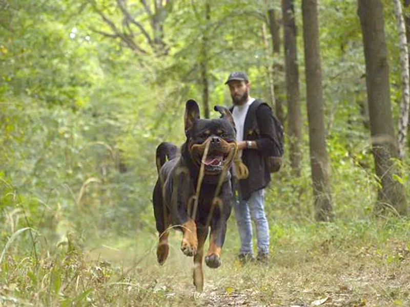 Woufï - Education, Formation & Comportement canin - Yonne 89