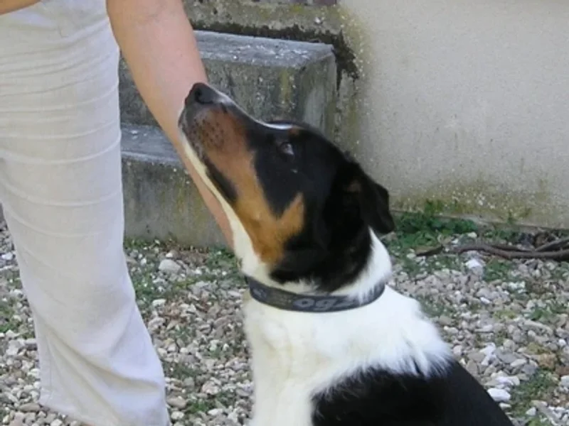 Educ'N Fun, l'education canine complice