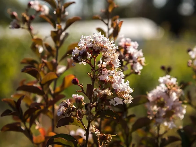 Pépinières Français