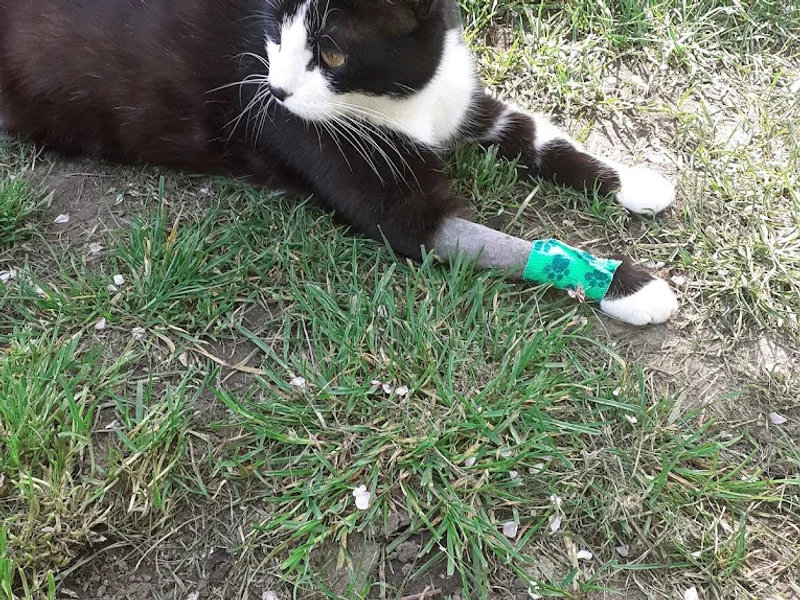 Cabinet vétérinaire Koldeweij Castex