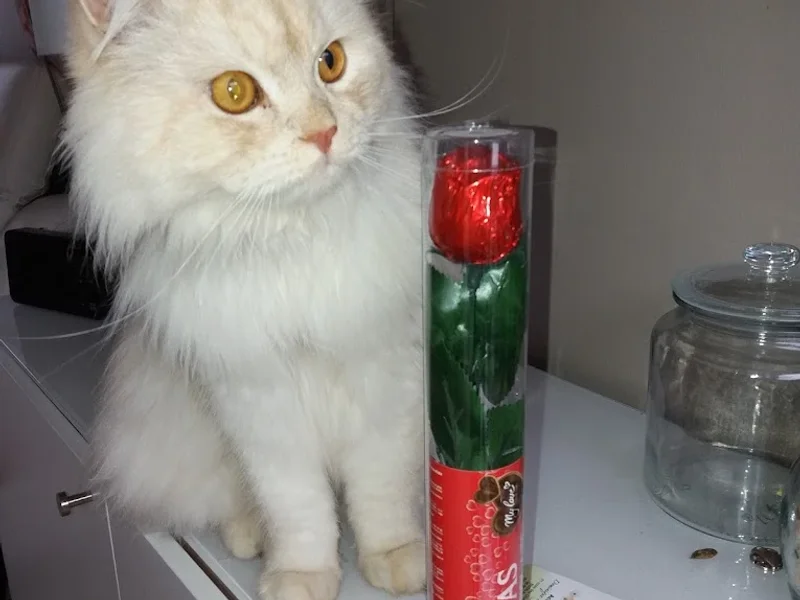 Clinique vétérinaire des Beauroy - Saint Florentin