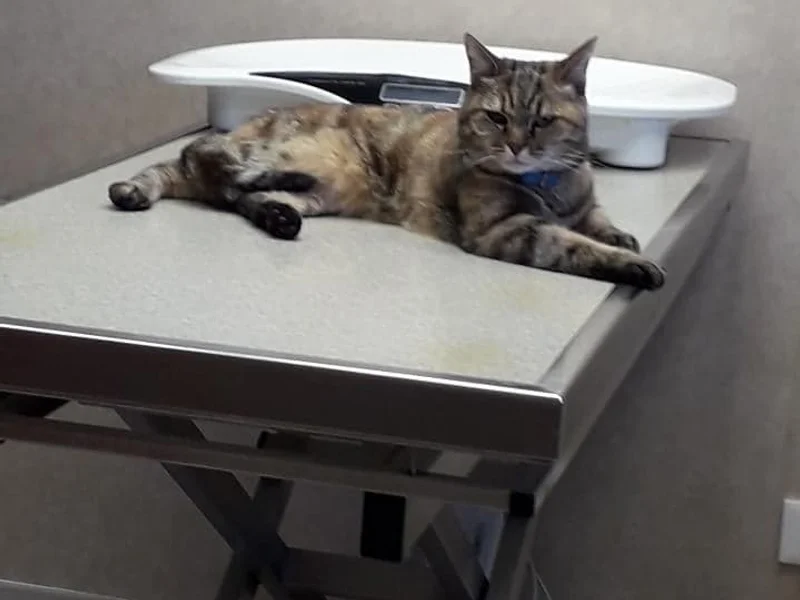 Clinique vsy vétérinaire