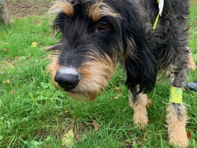 Clinique vétérinaire de la Croix Blanche