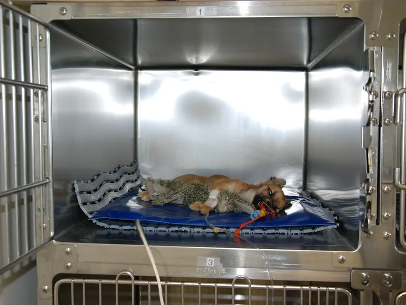 Clinique Vétérinaire des Champs Blancs, Dr Isabelle Rabdeau