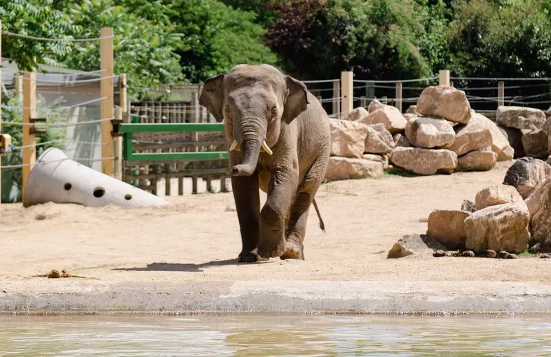 Touroparc Zoo