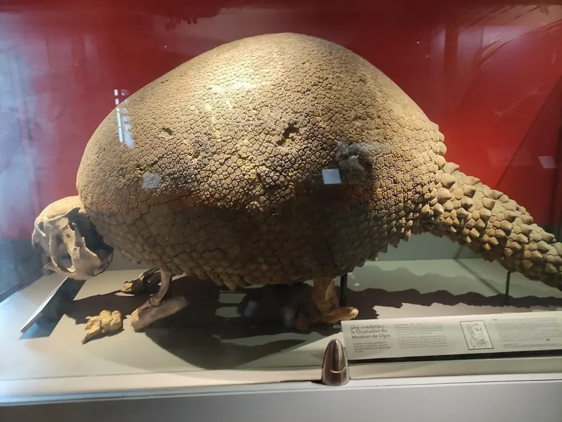 Muséum d'histoire naturelle de Dijon