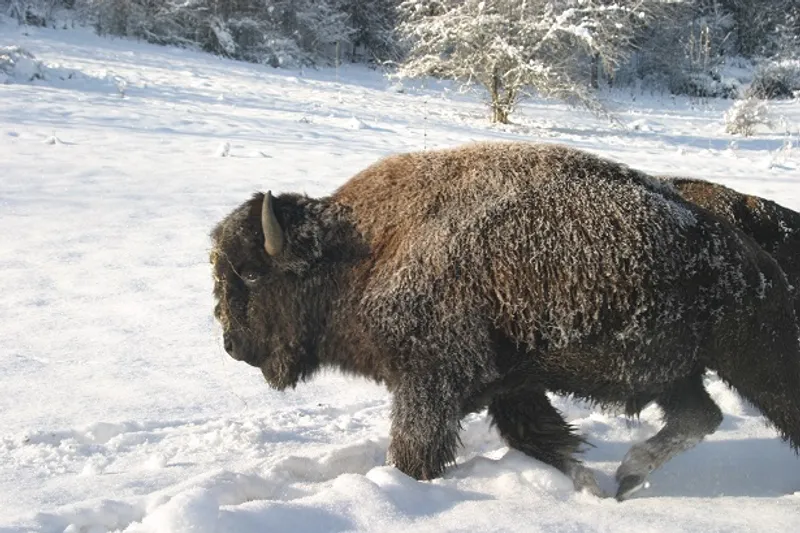 Parc Animalier du Hérisson