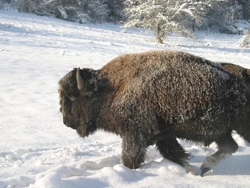 Parc Animalier du Hérisson