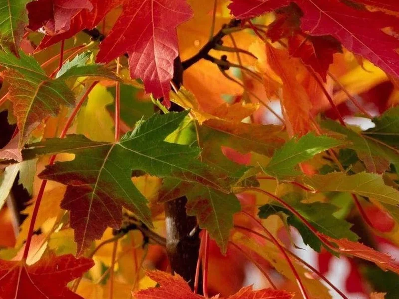 Le Temps Des Fleurs Marcigny