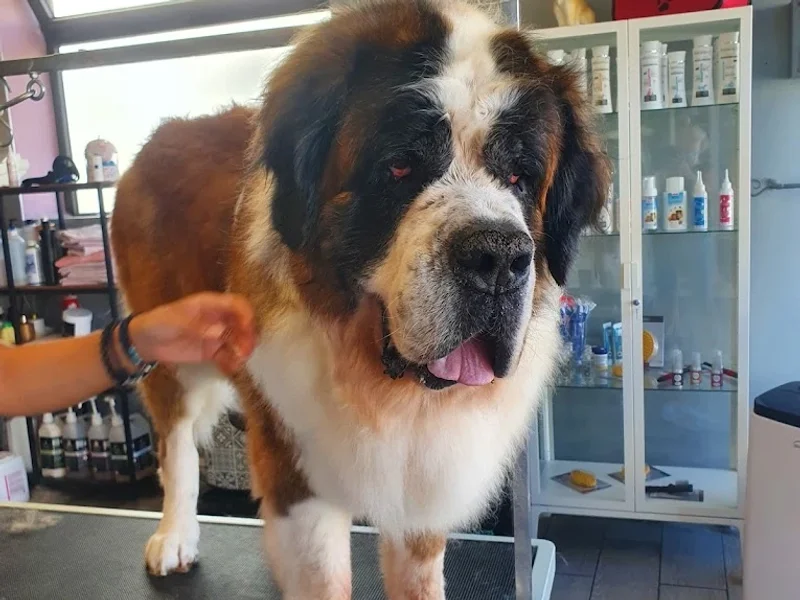 Salon de toilettage NEW DOG