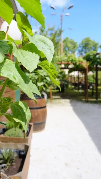 Les Jardins de la Cépière - Restaurant Terrasse