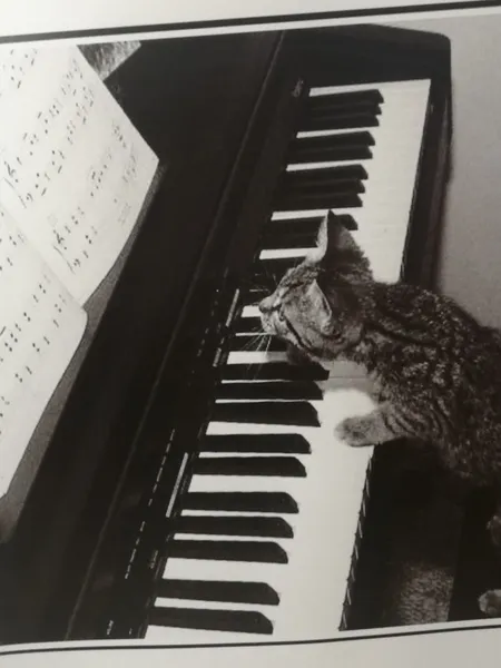 Ecole de musique Le Chat Perché