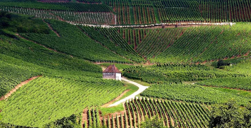 La Ronde des Vins St Claude