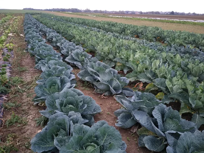 Ferme de la Noge Légumes bio de saison