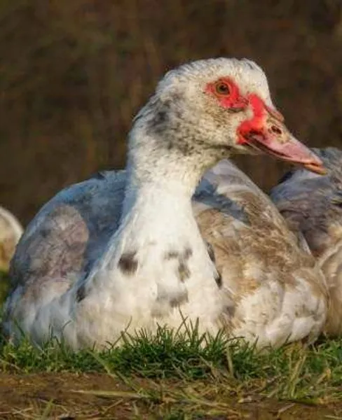 Le Canard Gras de la Métairie Neuve