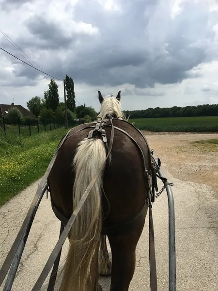 Poney Club Saint Christophe/ centre équestre en Saône et Loire