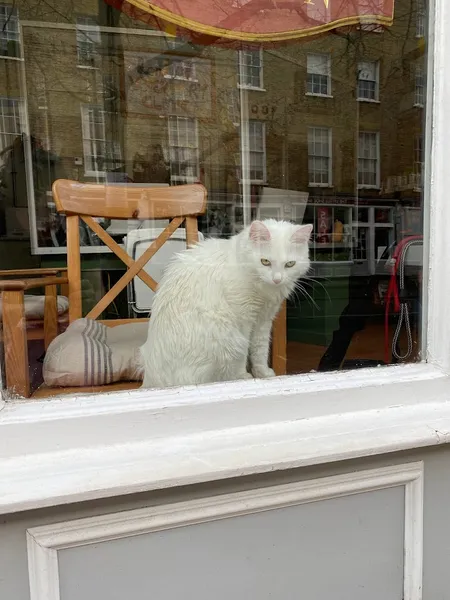 London Veterinary Clinic