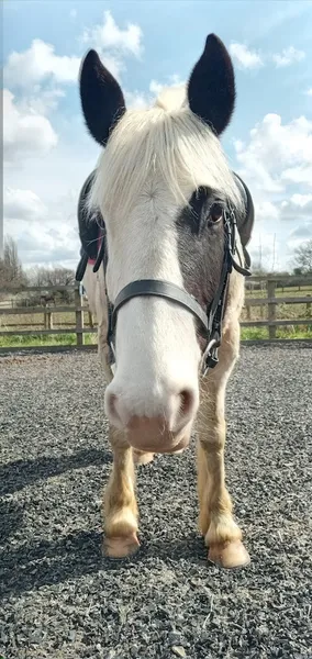 The Stables Horse Activity Centre